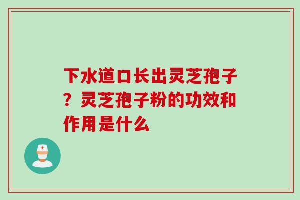 下水道口长出灵芝孢子？灵芝孢子粉的功效和作用是什么