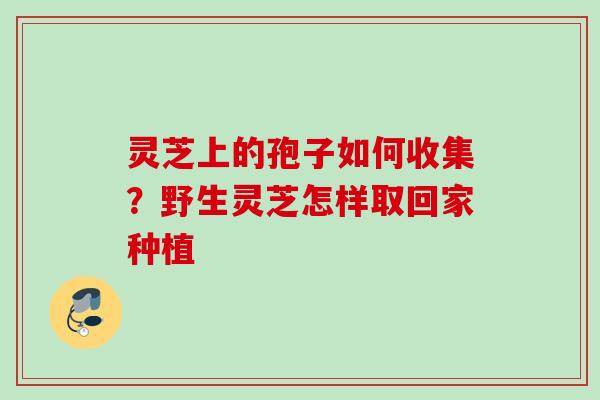 灵芝上的孢子如何收集?野生灵芝怎样取回家种植 灵芝上的孢子如何收集?野生灵芝怎样取回家种植
