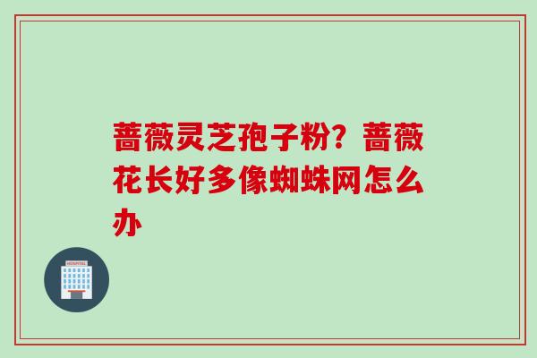 蔷薇灵芝孢子粉？蔷薇花长好多像蜘蛛网怎么办