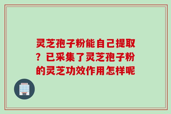 灵芝孢子粉能自己提取？已采集了灵芝孢子粉的灵芝功效作用怎样呢
