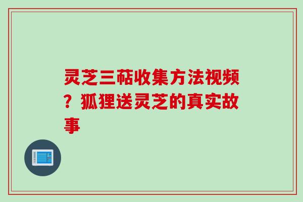 灵芝三萜收集方法视频?狐狸送灵芝的真实故事 灵芝三萜收集方法视频?狐狸送灵芝的真实故事