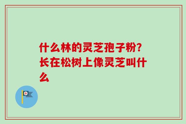 什么林的灵芝孢子粉?长在松树上像灵芝叫什么 什么林的灵芝孢子粉?长在松树上像灵芝叫什么