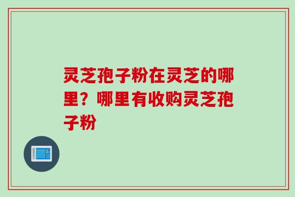 灵芝孢子粉在灵芝的哪里？哪里有收购灵芝孢子粉