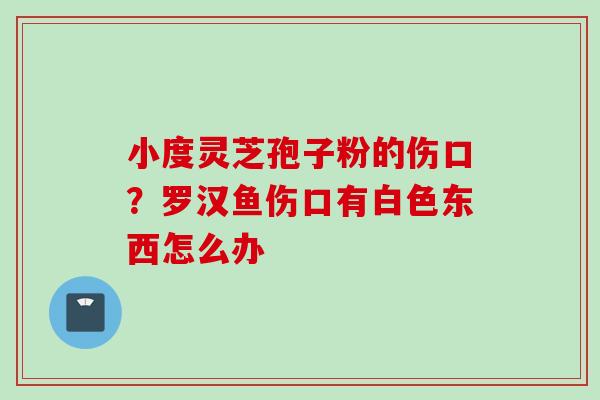 小度灵芝孢子粉的伤口?罗汉鱼伤口有白色东西怎么办 小度灵芝孢子粉的伤口?罗汉鱼伤口有白色东西怎么办