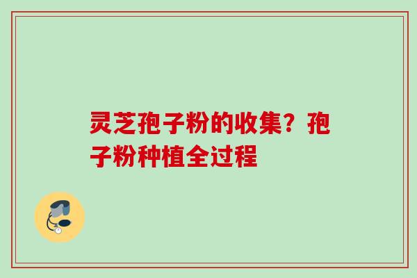 灵芝孢子粉的收集？孢子粉种植全过程