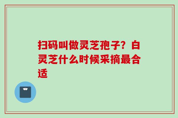 扫码叫做灵芝孢子？白灵芝什么时候采摘最合适