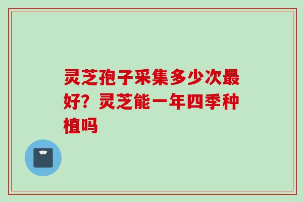 灵芝孢子采集多少次最好？灵芝能一年四季种植吗