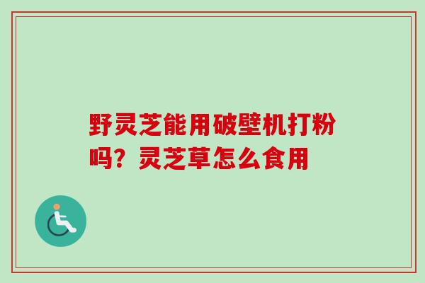 野灵芝能用破壁机打粉吗？灵芝草怎么食用