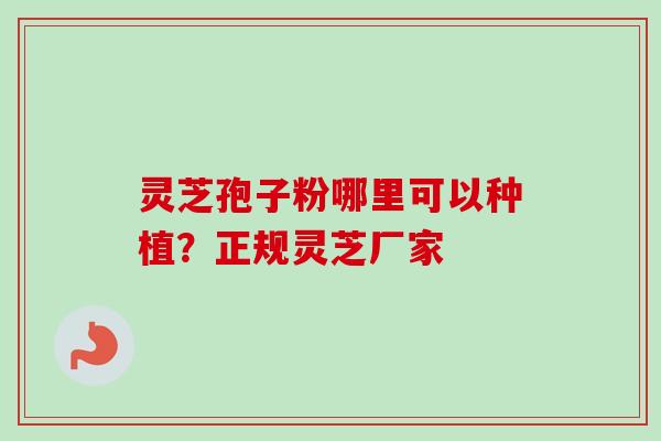灵芝孢子粉哪里可以种植？正规灵芝厂家