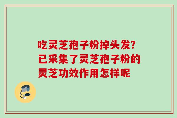 吃灵芝孢子粉掉头发?已采集了灵芝孢子粉的灵芝功效作用怎样呢 吃灵芝孢子粉掉头发?已采集了灵芝孢子粉的灵芝功效作用怎样呢
