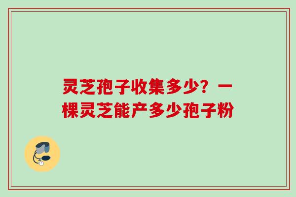 灵芝孢子收集多少？一棵灵芝能产多少孢子粉