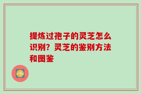 提炼过孢子的灵芝怎么识别？灵芝的鉴别方法和图鉴