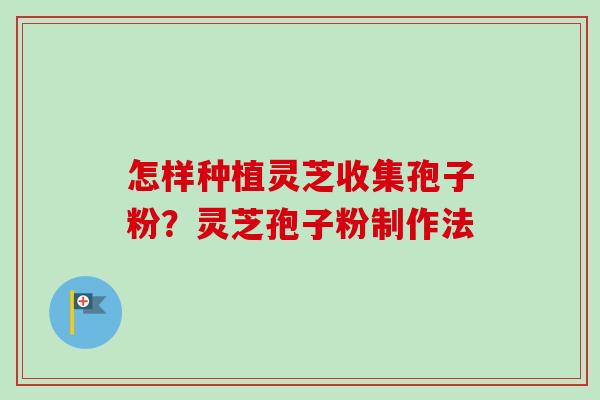 怎样种植灵芝收集孢子粉？灵芝孢子粉制作法