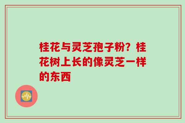 桂花与灵芝孢子粉？桂花树上长的像灵芝一样的东西