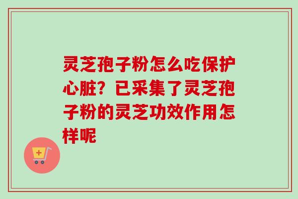 灵芝孢子粉怎么吃保护？已采集了灵芝孢子粉的灵芝功效作用怎样呢