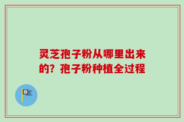 灵芝孢子粉从哪里出来的？孢子粉种植全过程