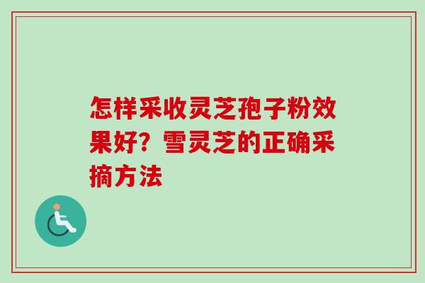 怎样采收灵芝孢子粉效果好？雪灵芝的正确采摘方法