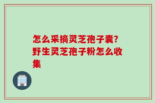 怎么采摘灵芝孢子囊？野生灵芝孢子粉怎么收集