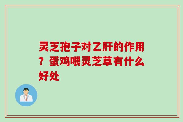 灵芝孢子对乙肝的作用？蛋鸡喂灵芝草有什么好处