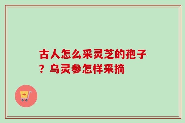 古人怎么采灵芝的孢子？乌灵参怎样采摘