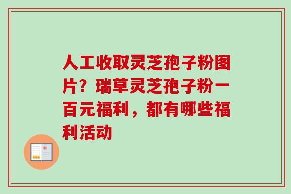 人工收取灵芝孢子粉图片？瑞草灵芝孢子粉一百元福利，都有哪些福利活动
