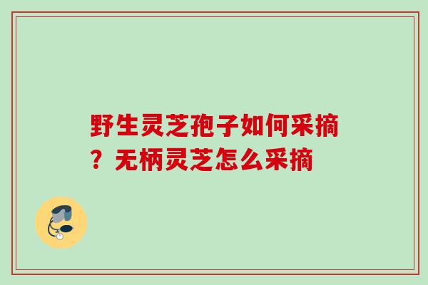 野生灵芝孢子如何采摘？无柄灵芝怎么采摘