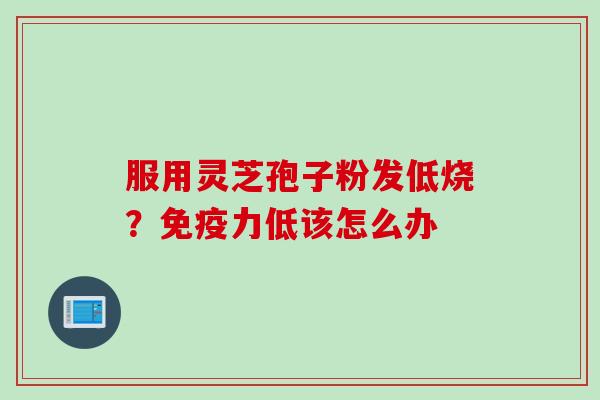 服用灵芝孢子粉发低烧？免疫力低该怎么办
