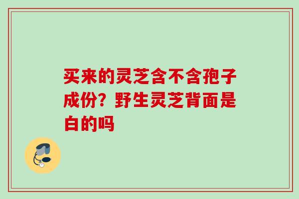 买来的灵芝含不含孢子成份？野生灵芝背面是白的吗