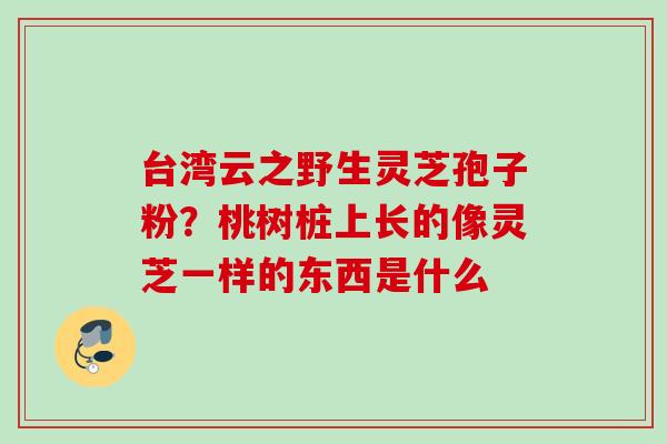 台湾云之野生灵芝孢子粉？桃树桩上长的像灵芝一样的东西是什么