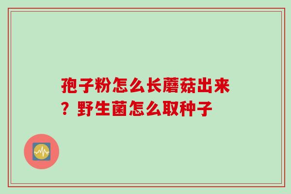 孢子粉怎么长蘑菇出来？野生菌怎么取种子
