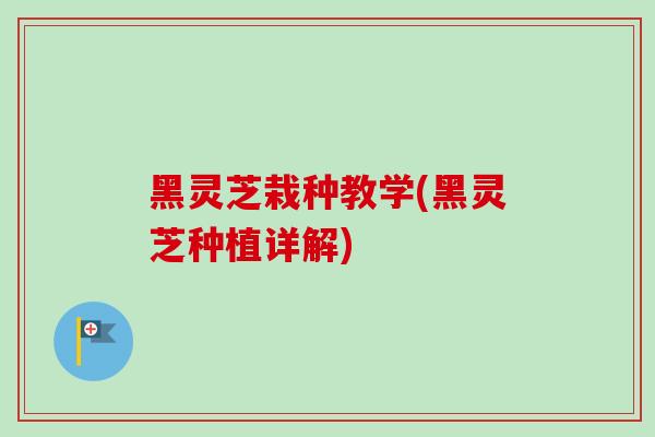 黑灵芝栽种教学(黑灵芝种植详解)