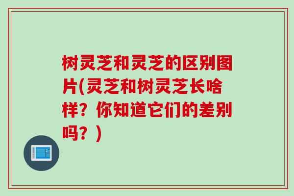 树灵芝和灵芝的区别图片(灵芝和树灵芝长啥样？你知道它们的差别吗？)