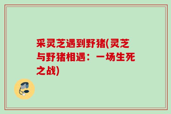 采灵芝遇到野猪(灵芝与野猪相遇：一场生死之战)