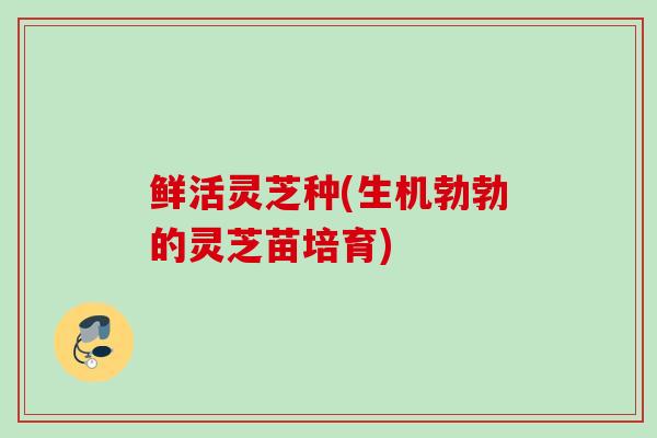鲜活灵芝种(生机勃勃的灵芝苗培育)