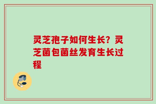 灵芝孢子如何生长？灵芝菌包菌丝发育生长过程