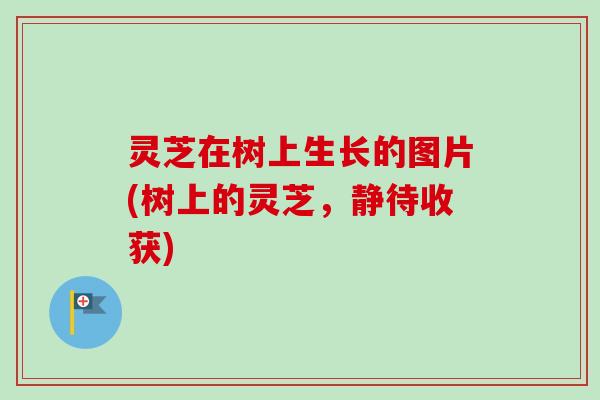 灵芝在树上生长的图片(树上的灵芝，静待收获)