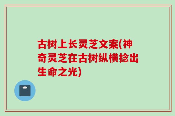 古树上长灵芝文案(神奇灵芝在古树纵横捻出生命之光)
