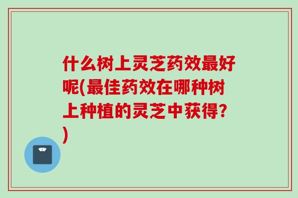 什么树上灵芝药效最好呢(最佳药效在哪种树上种植的灵芝中获得？)