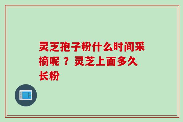 灵芝孢子粉什么时间采摘呢 ？灵芝上面多久长粉
