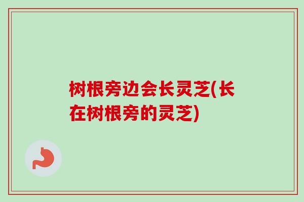 树根旁边会长灵芝(长在树根旁的灵芝)