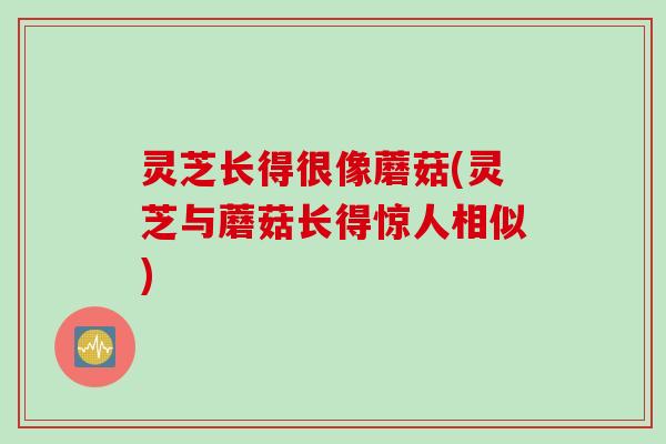 灵芝长得很像蘑菇(灵芝与蘑菇长得惊人相似) 灵芝长得很像蘑菇(灵芝与蘑菇长得惊人相似)