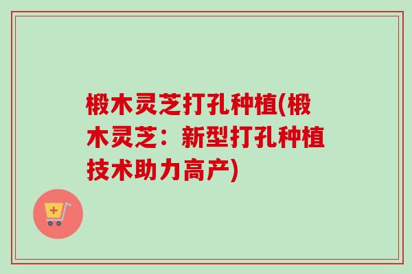 椴木灵芝打孔种植(椴木灵芝:新型打孔种植技术助力高产) 椴木灵芝打孔种植(椴木灵芝:新型打孔种植技术助力高产)