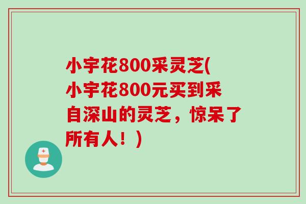 小宇花800采灵芝(小宇花800元买到采自深山的灵芝，惊呆了所有人！)