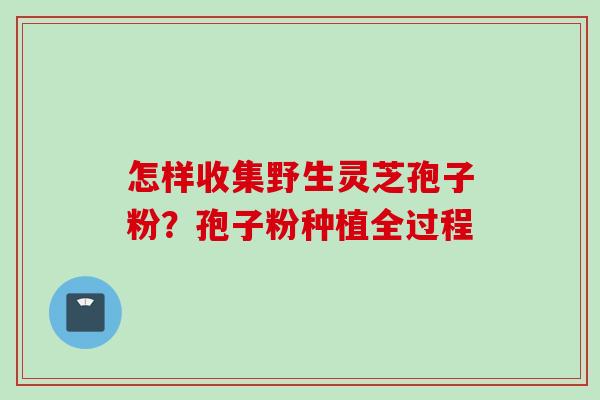 怎样收集野生灵芝孢子粉？孢子粉种植全过程