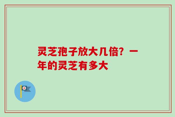 灵芝孢子放大几倍？一年的灵芝有多大