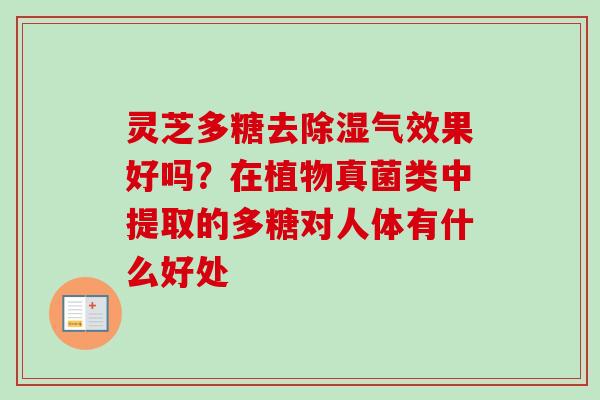 灵芝多糖去除湿气效果好吗？在植物真菌类中提取的多糖对人体有什么好处