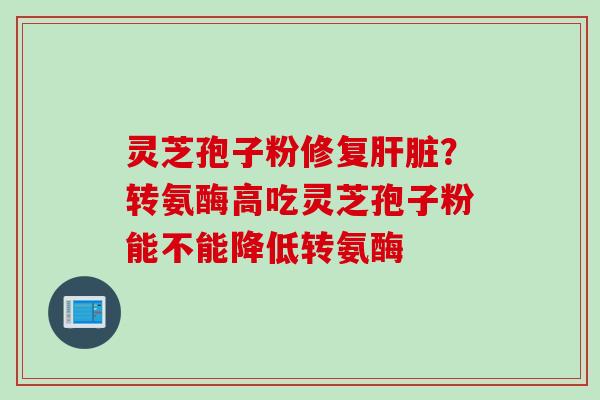 灵芝孢子粉修复肝脏？转氨酶高吃灵芝孢子粉能不能降低转氨酶