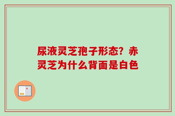 尿液灵芝孢子形态？赤灵芝为什么背面是白色