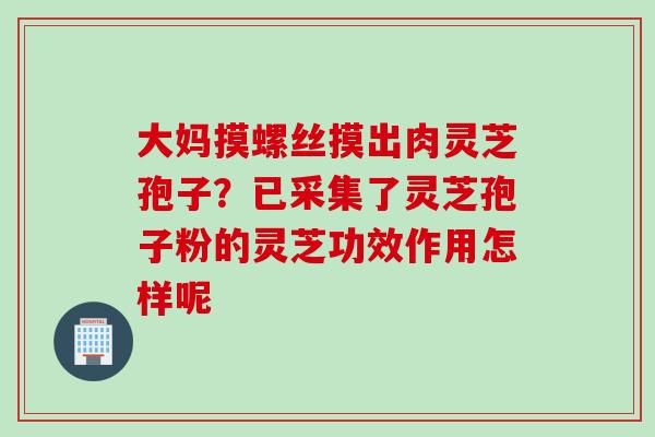 大妈摸螺丝摸出肉灵芝孢子？已采集了灵芝孢子粉的灵芝功效作用怎样呢