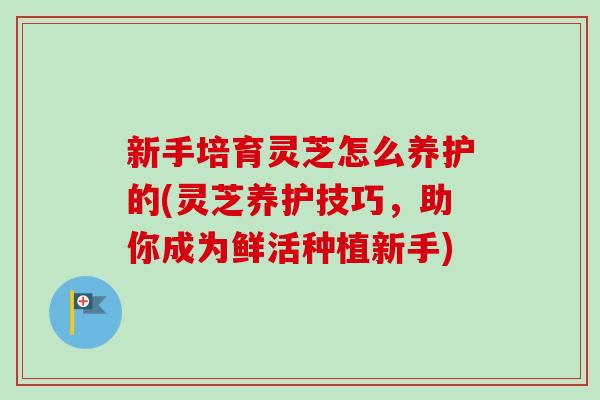 新手培育灵芝怎么养护的(灵芝养护技巧,助你成为鲜活种植新手) 新手培育灵芝怎么养护的(灵芝养护技巧,助你成为鲜活种植新手)